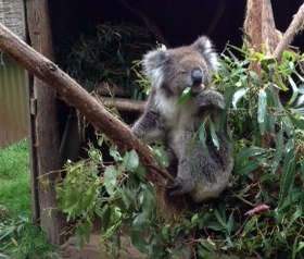Koala eating eucalyptus.