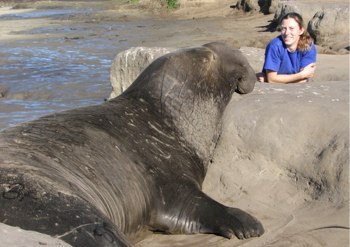 Photo of male elephant seal and graduate student Sarah Peterson.