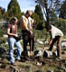 Chancellor Blumenthal helps plant rare manzanitas with undergraduates Sylvie Childress and Jared Marchese, January 26, 2011.